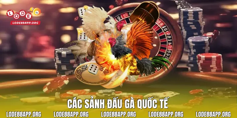 Các sảnh đấu gà quốc tế